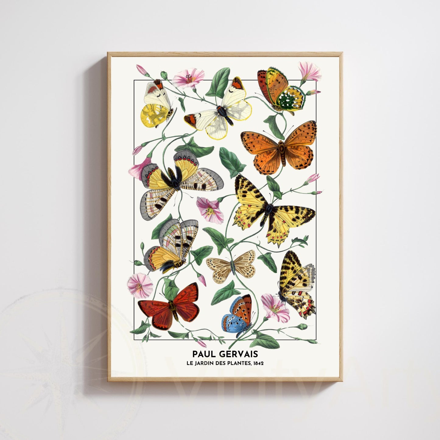 Vintage Butterfly Print – Paul Gervais 1842 – Botanical Naturalist Illustration – Historic Wall Art Poster