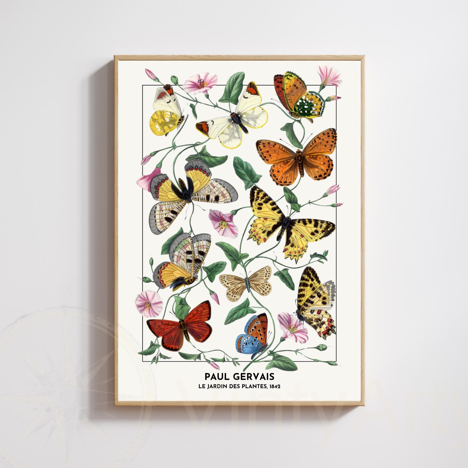 Vintage Butterfly Print – Paul Gervais 1842 – Botanical Naturalist Illustration – Historic Wall Art Poster