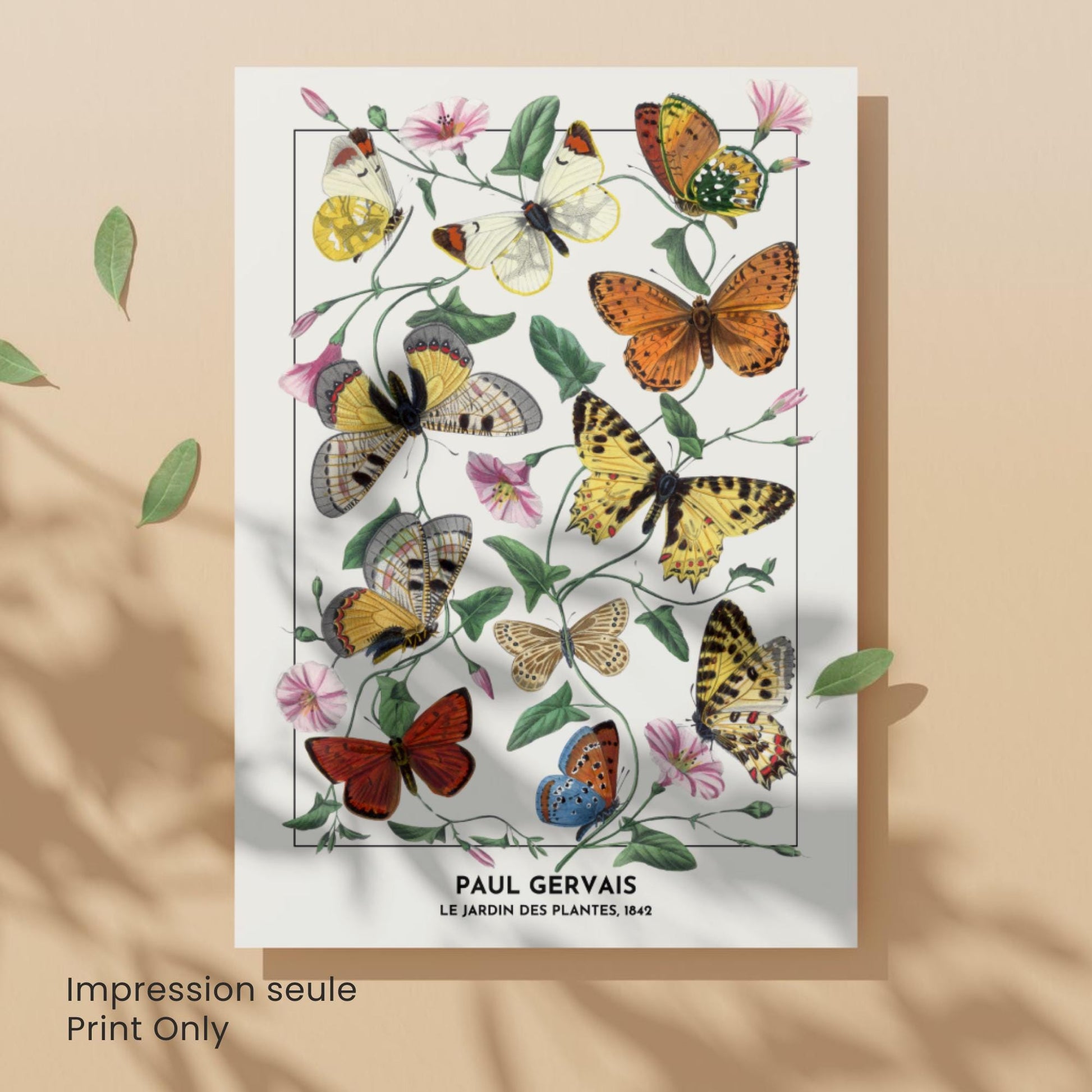 Affiche Vintage Papillons – Paul Gervais 1842 – Illustration Naturaliste Botanique – Décoration Murale Historique