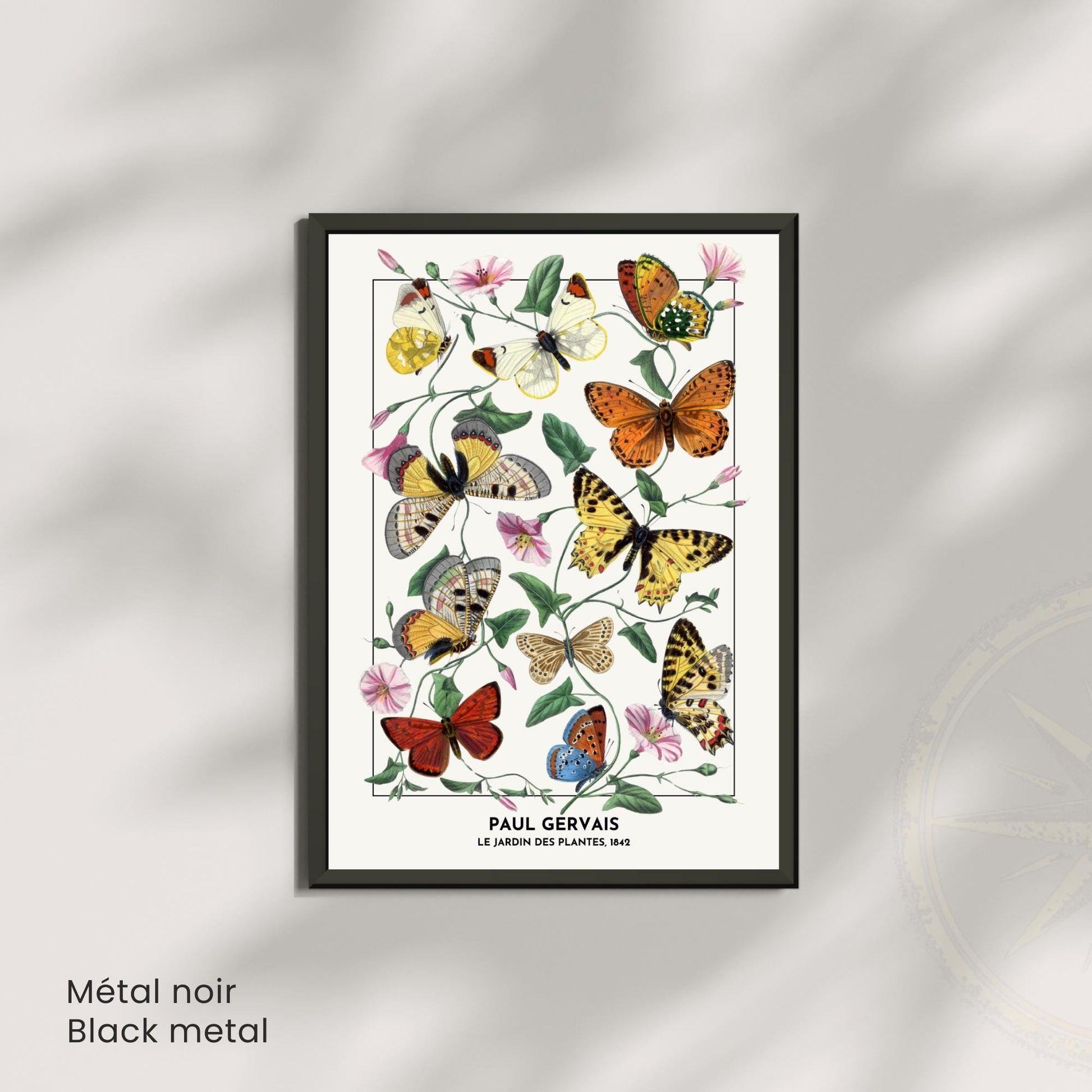 Affiche Vintage Papillons – Paul Gervais 1842 – Illustration Naturaliste Botanique – Décoration Murale Historique