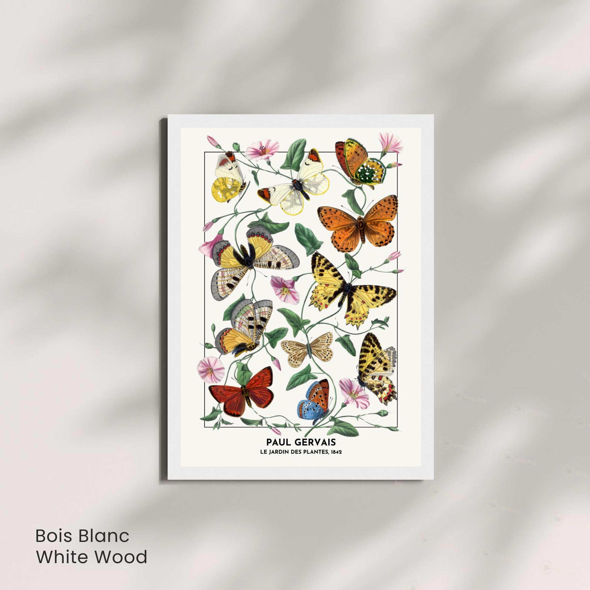 Affiche Vintage Papillons – Paul Gervais 1842 – Illustration Naturaliste Botanique – Décoration Murale Historique