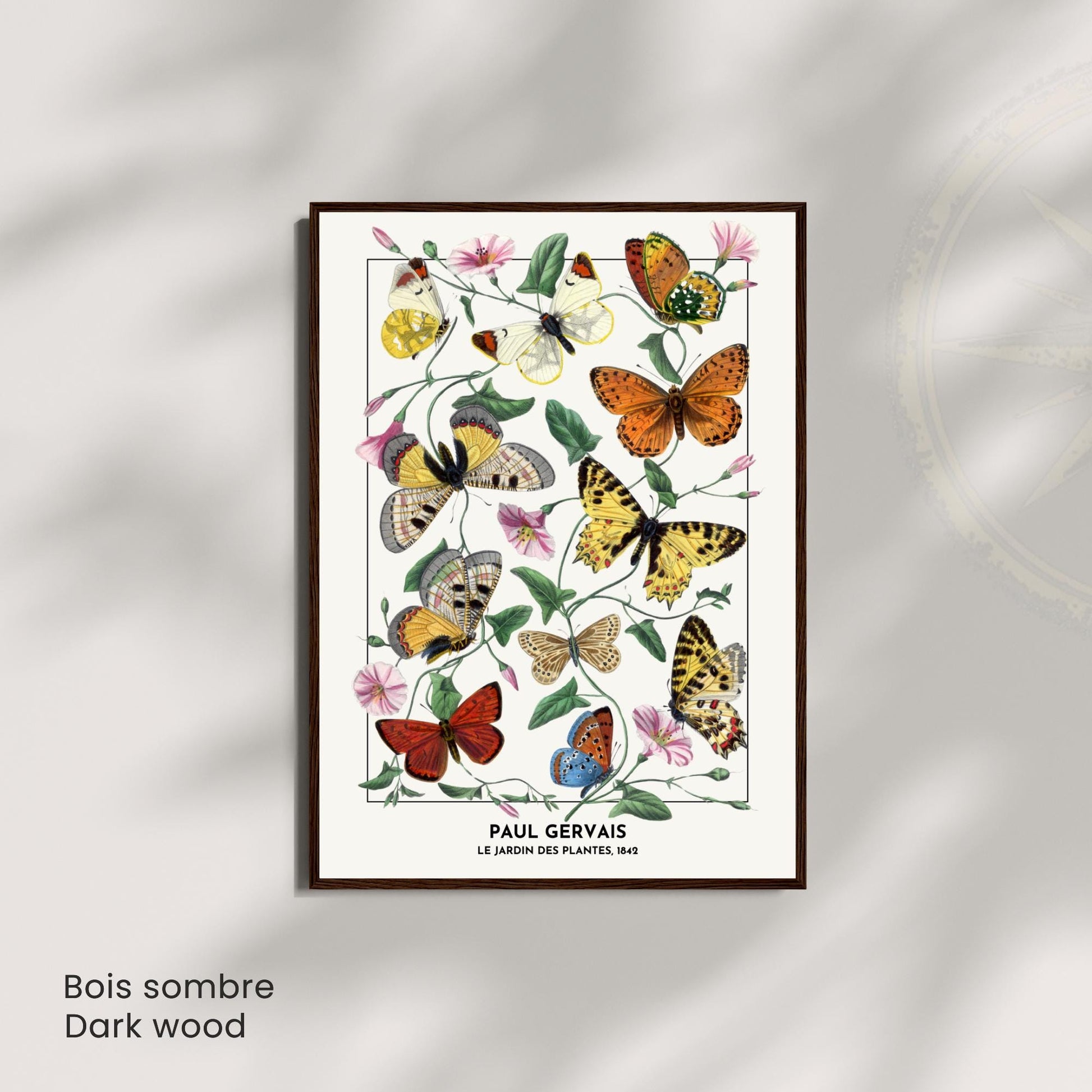 Affiche Vintage Papillons – Paul Gervais 1842 – Illustration Naturaliste Botanique – Décoration Murale Historique