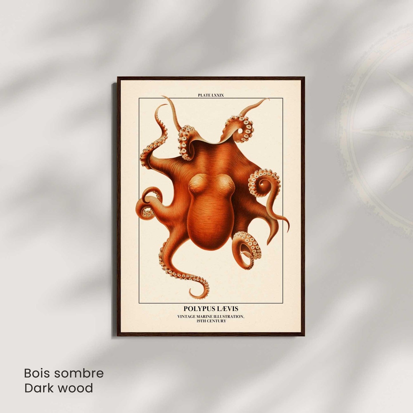 Affiche poulpe vintage – Illustration marine 19e siècle – Poster naturaliste océan