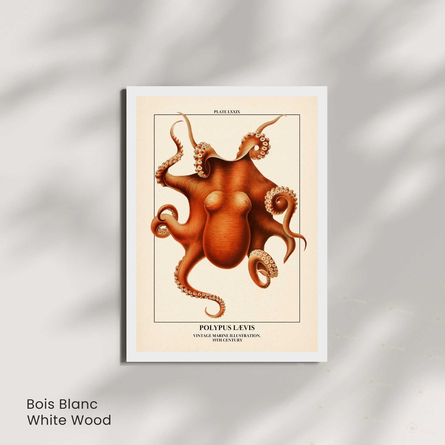 Affiche poulpe vintage – Illustration marine 19e siècle – Poster naturaliste océan