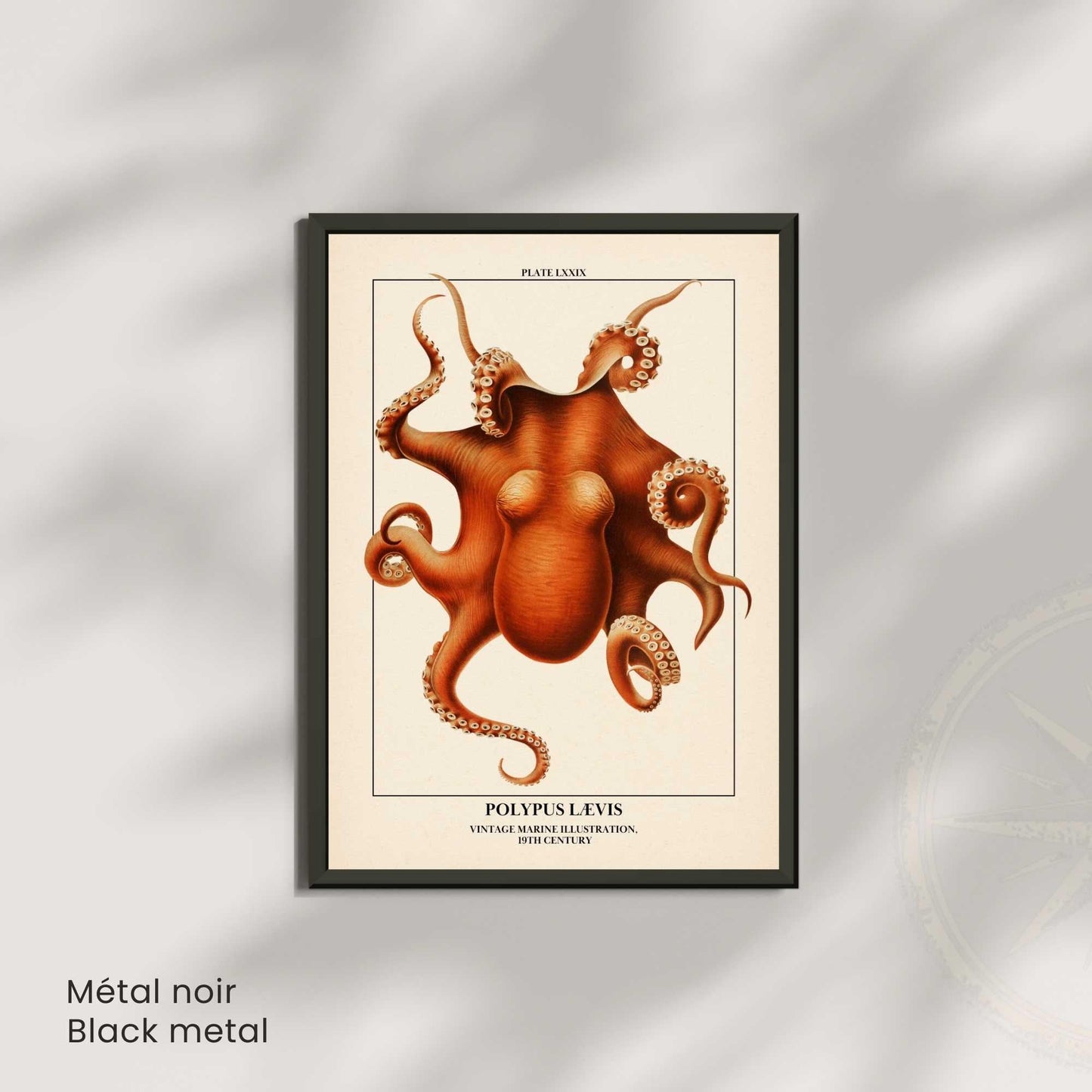 Affiche poulpe vintage – Illustration marine 19e siècle – Poster naturaliste océan