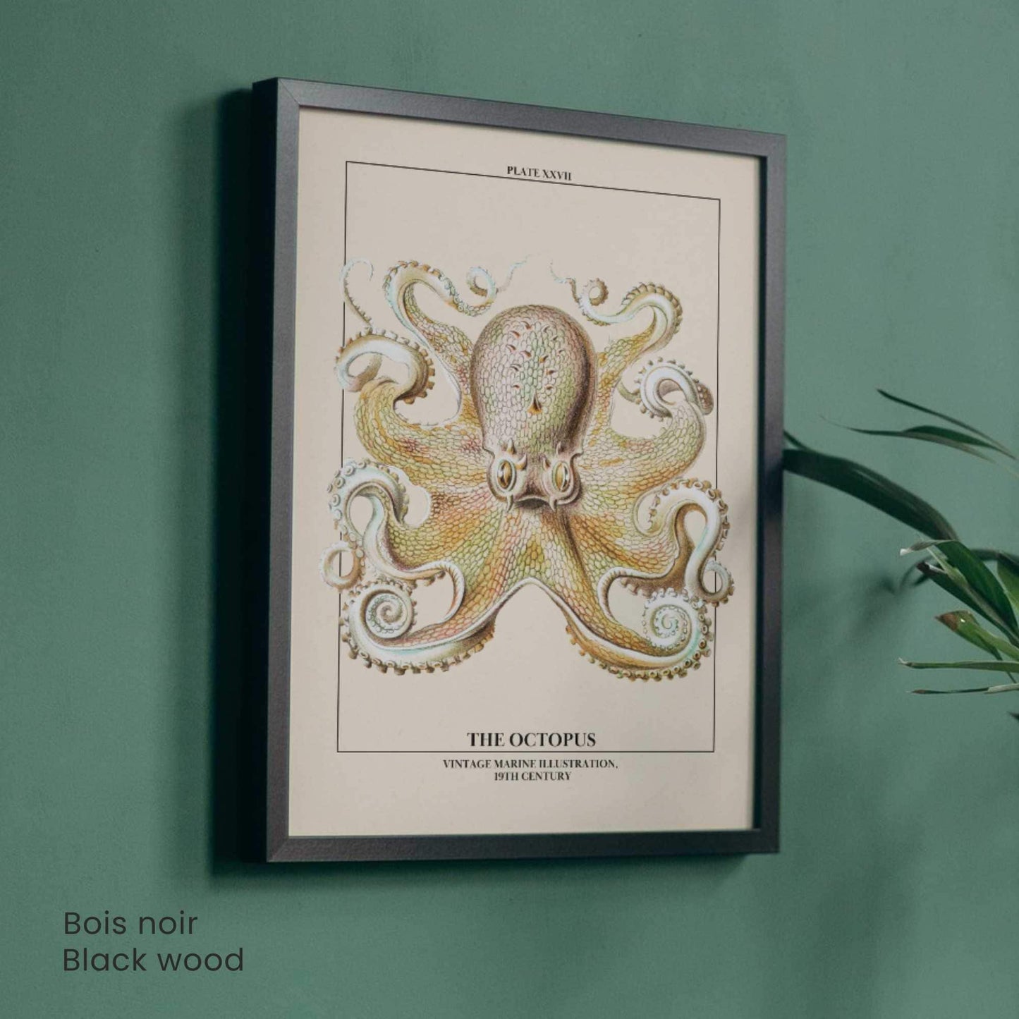 Affiche poulpe vintage – Illustration marine 19e siècle – Poster naturaliste