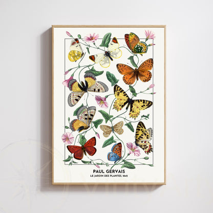 Vintage Butterfly Print – Paul Gervais 1842 – Botanical Naturalist Illustration – Historic Wall Art Poster