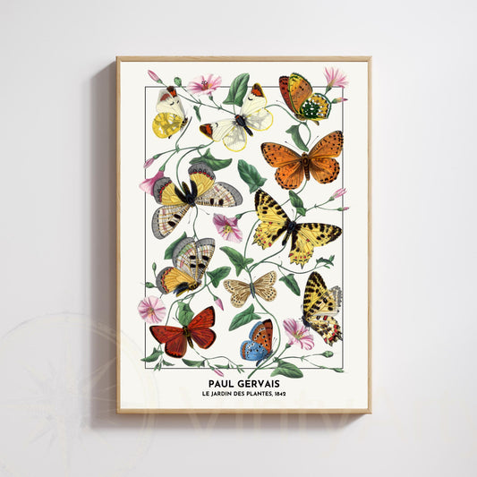 Vintage Butterfly Print – Paul Gervais 1842 – Botanical Naturalist Illustration – Historic Wall Art Poster