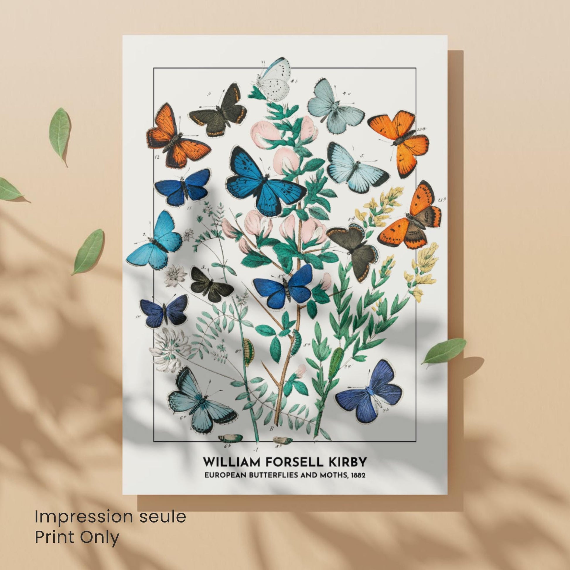 Affiche Vintage Papillons Européens – William Forsell Kirby 1882 – Illustration Naturaliste Botanique – Décoration Murale