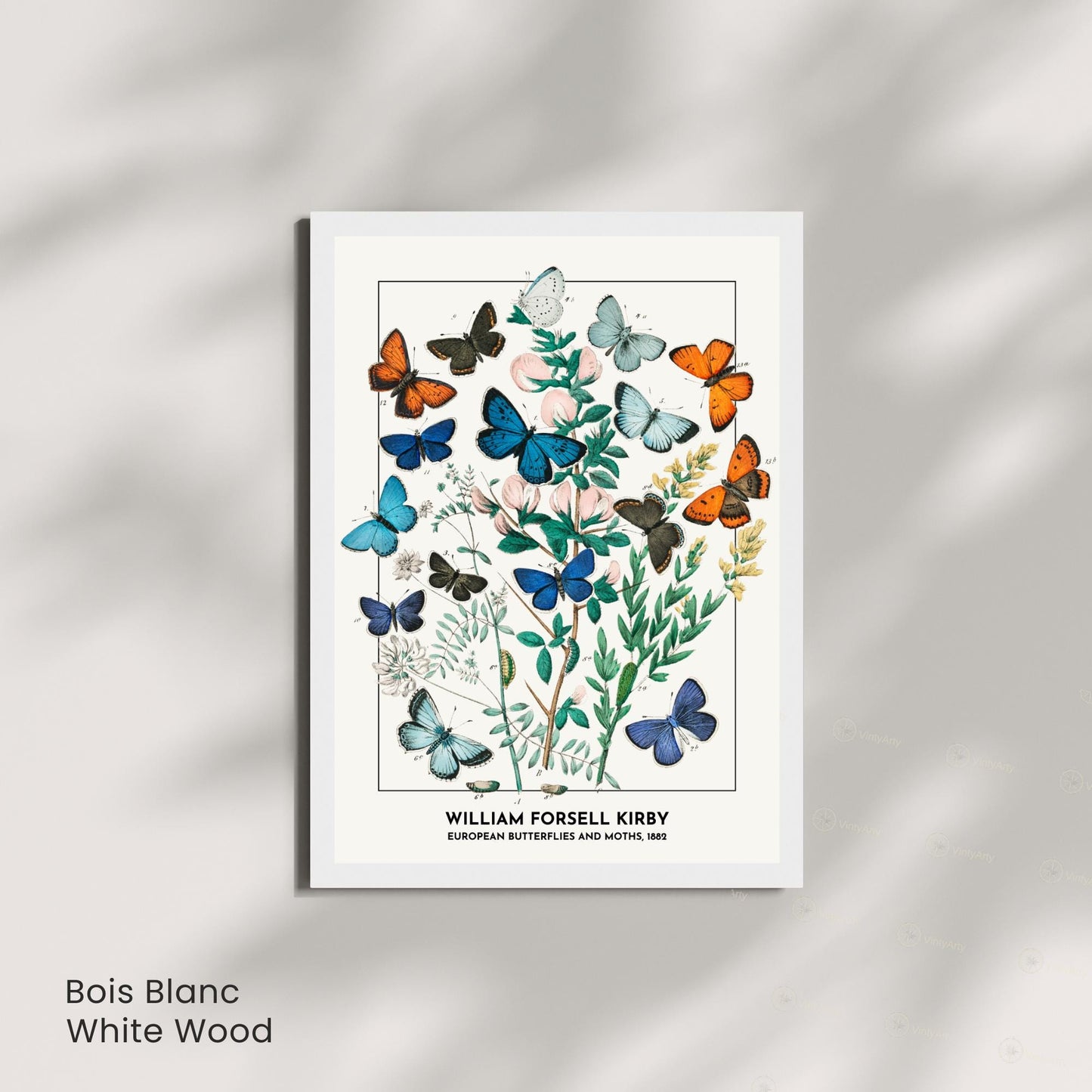 Affiche Vintage Papillons Européens – William Forsell Kirby 1882 – Illustration Naturaliste Botanique – Décoration Murale