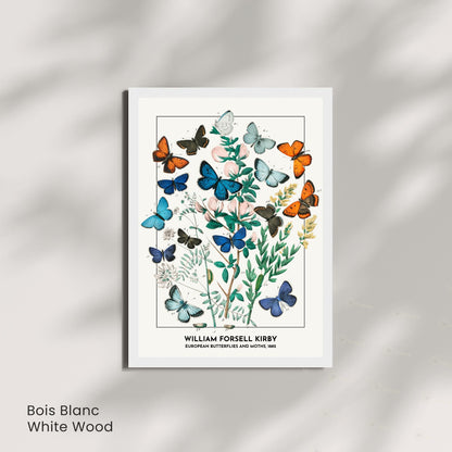 Affiche Vintage Papillons Européens – William Forsell Kirby 1882 – Illustration Naturaliste Botanique – Décoration Murale