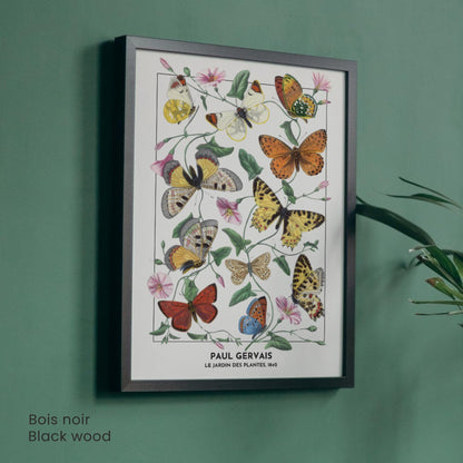 Affiche Vintage Papillons – Paul Gervais 1842 – Illustration Naturaliste Botanique – Décoration Murale Historique