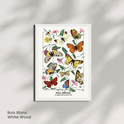 Affiche Vintage Papillons – Paul Gervais 1842 – Illustration Naturaliste Botanique – Décoration Murale Historique
