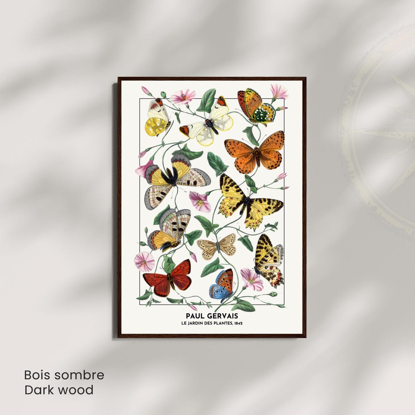 Affiche Vintage Papillons – Paul Gervais 1842 – Illustration Naturaliste Botanique – Décoration Murale Historique