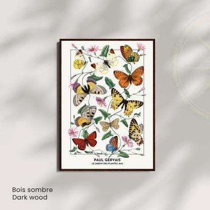 Affiche Vintage Papillons – Paul Gervais 1842 – Illustration Naturaliste Botanique – Décoration Murale Historique