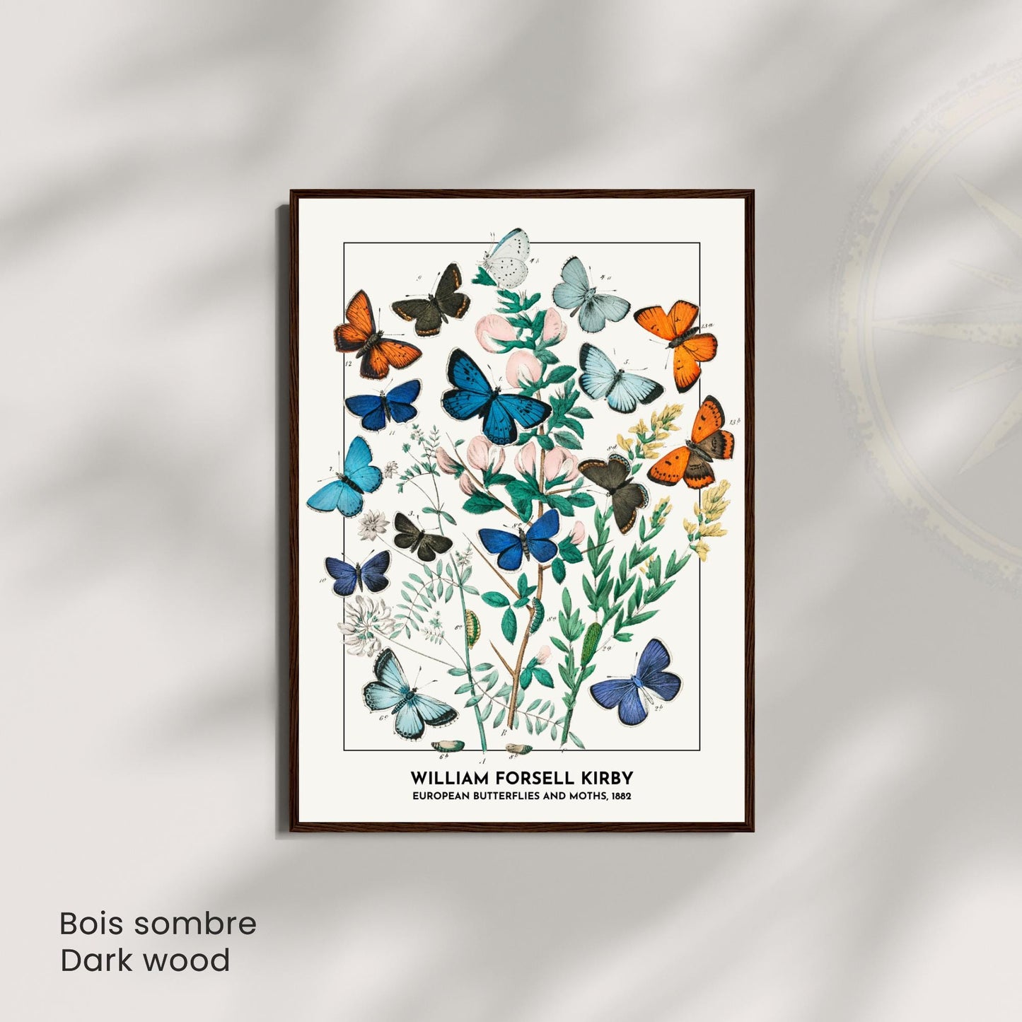 Affiche Vintage Papillons Européens – William Forsell Kirby 1882 – Illustration Naturaliste Botanique – Décoration Murale