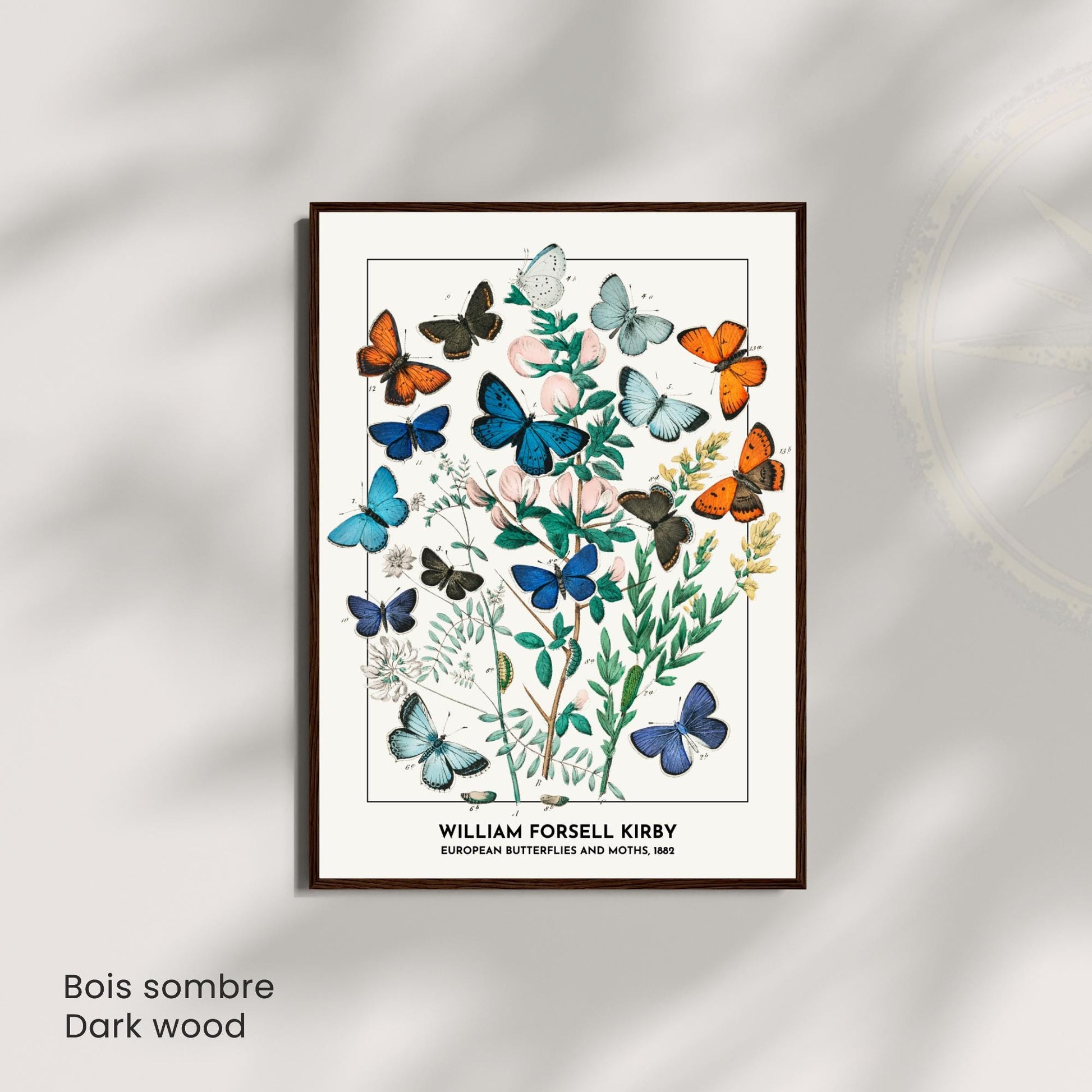 Affiche Vintage Papillons Européens – William Forsell Kirby 1882 – Illustration Naturaliste Botanique – Décoration Murale