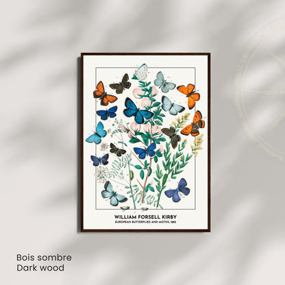Affiche Vintage Papillons Européens – William Forsell Kirby 1882 – Illustration Naturaliste Botanique – Décoration Murale