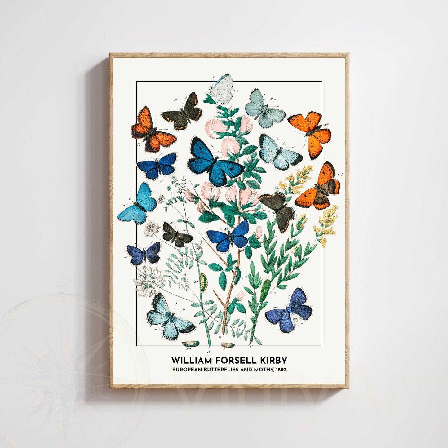 Vintage European Butterflies Print – William Forsell Kirby 1882 – Naturalist Illustration – Historic Wall Art Poster