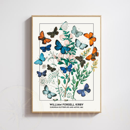 Vintage European Butterflies Print – William Forsell Kirby 1882 – Naturalist Illustration – Historic Wall Art Poster
