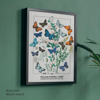 Affiche Vintage Papillons Européens – William Forsell Kirby 1882 – Illustration Naturaliste Botanique – Décoration Murale