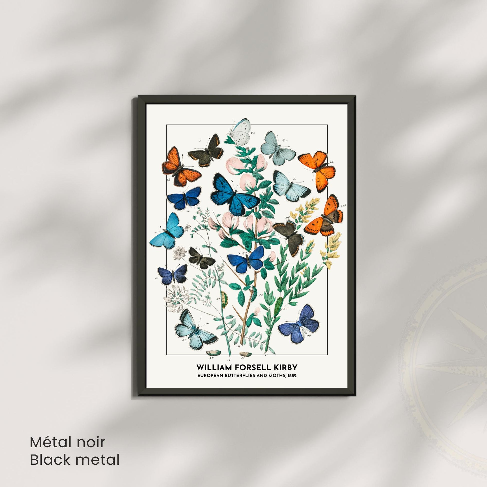 Affiche Vintage Papillons Européens – William Forsell Kirby 1882 – Illustration Naturaliste Botanique – Décoration Murale