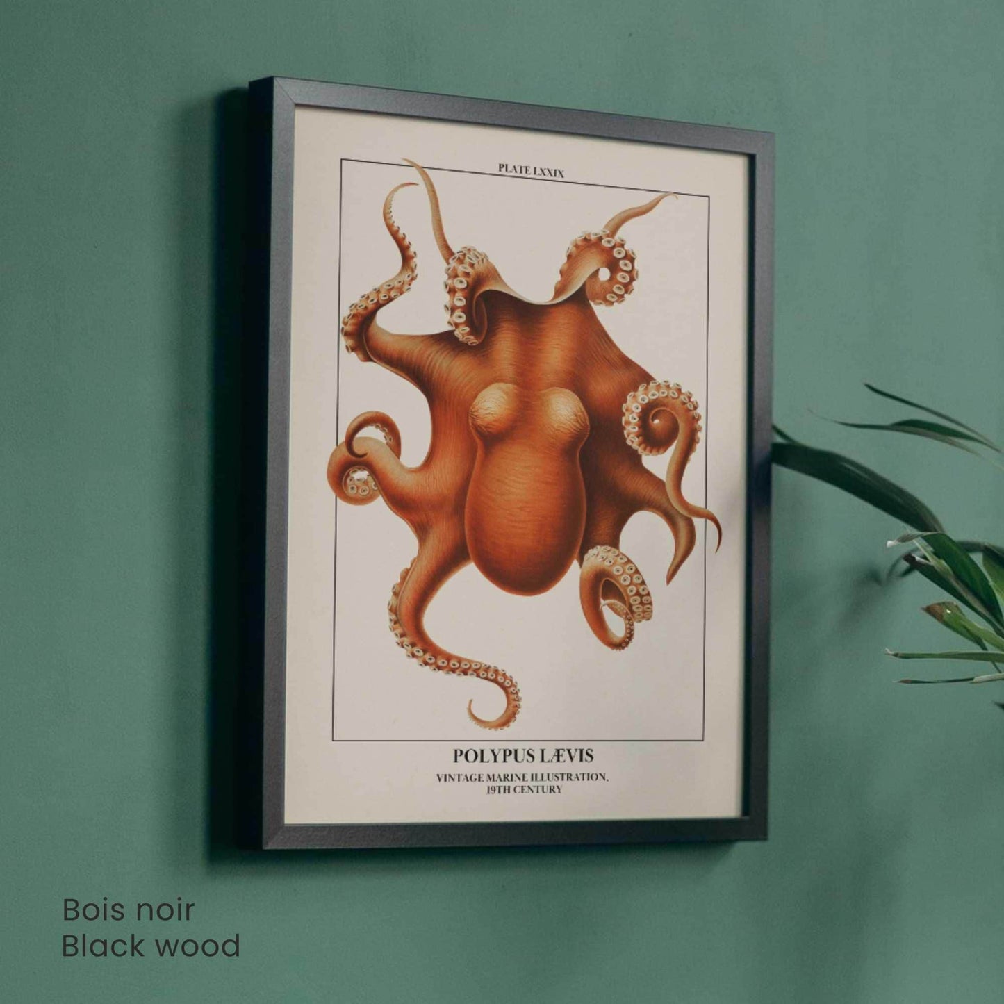 Affiche poulpe vintage – Illustration marine 19e siècle – Poster naturaliste océan