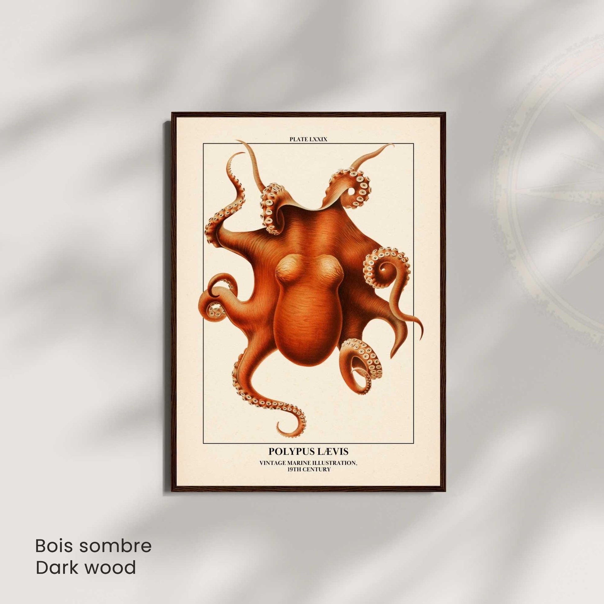 Affiche poulpe vintage – Illustration marine 19e siècle – Poster naturaliste océan