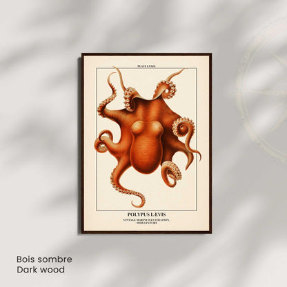 Affiche poulpe vintage – Illustration marine 19e siècle – Poster naturaliste océan
