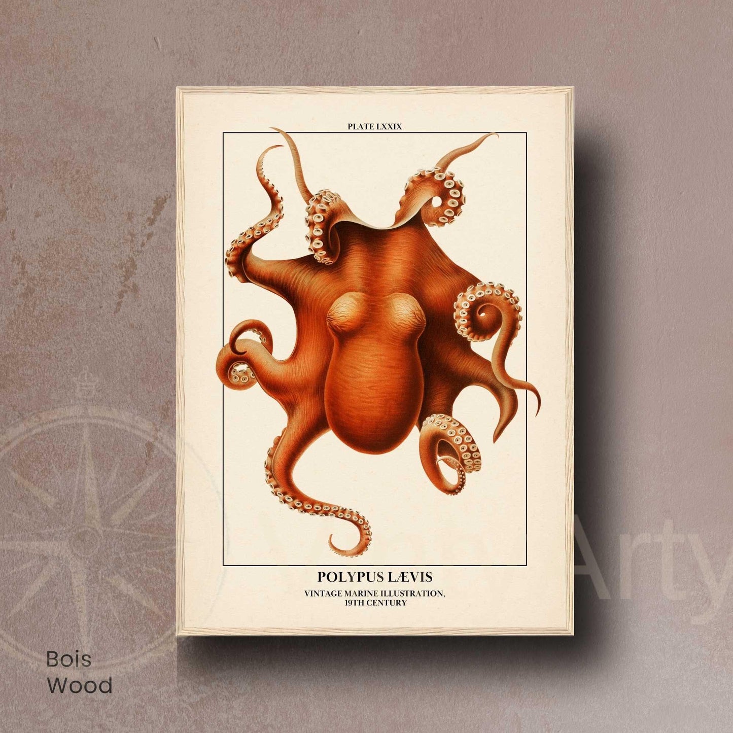 Affiche poulpe vintage – Illustration marine 19e siècle – Poster naturaliste océan