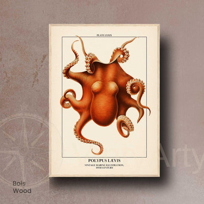 Affiche poulpe vintage – Illustration marine 19e siècle – Poster naturaliste océan