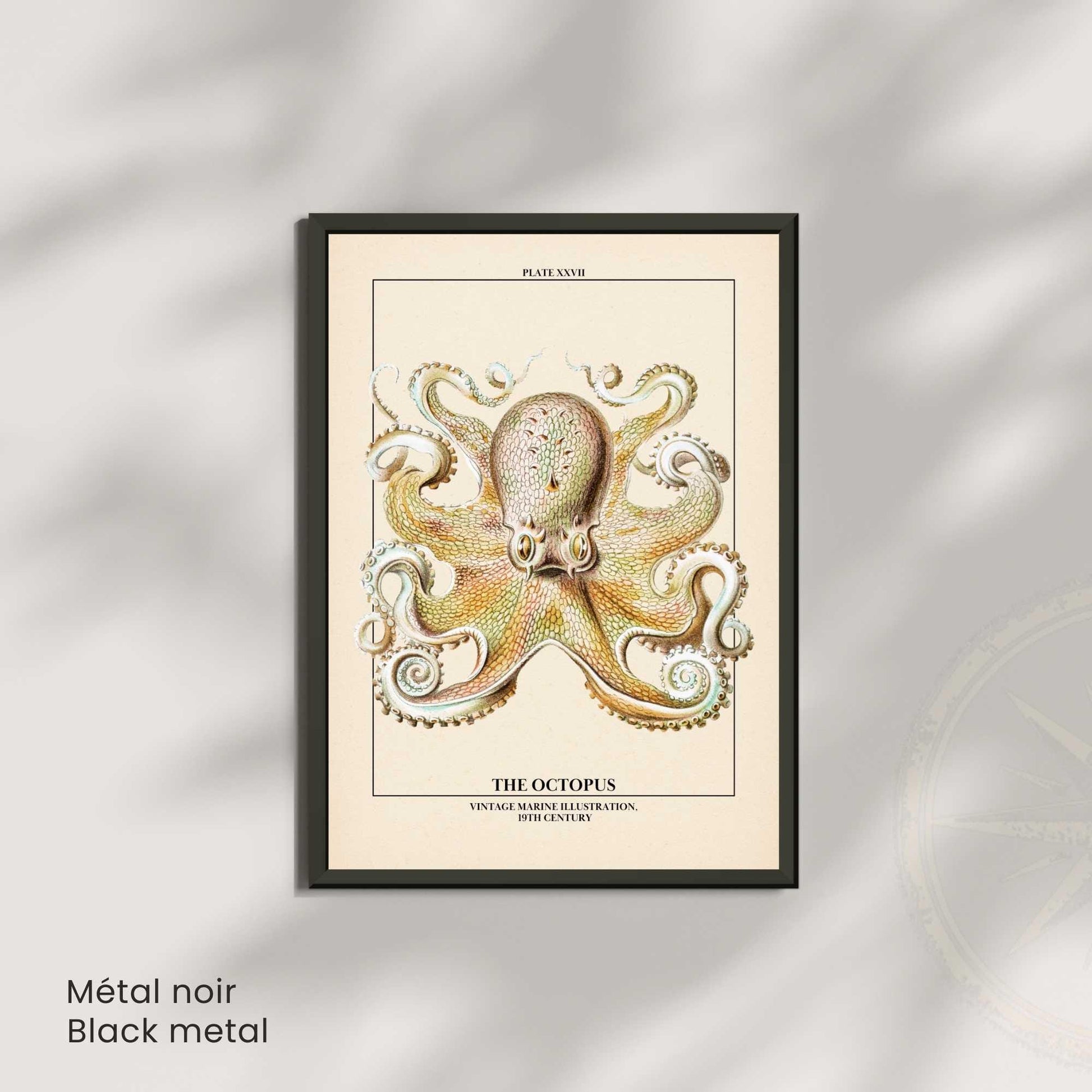 Affiche poulpe vintage – Illustration marine 19e siècle – Poster naturaliste
