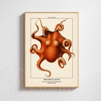 Affiche poulpe vintage – Illustration marine 19e siècle – Poster naturaliste océan