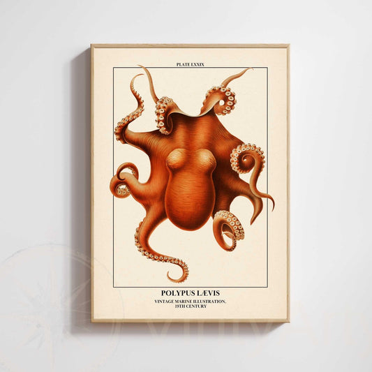 Affiche poulpe vintage – Illustration marine 19e siècle – Poster naturaliste océan