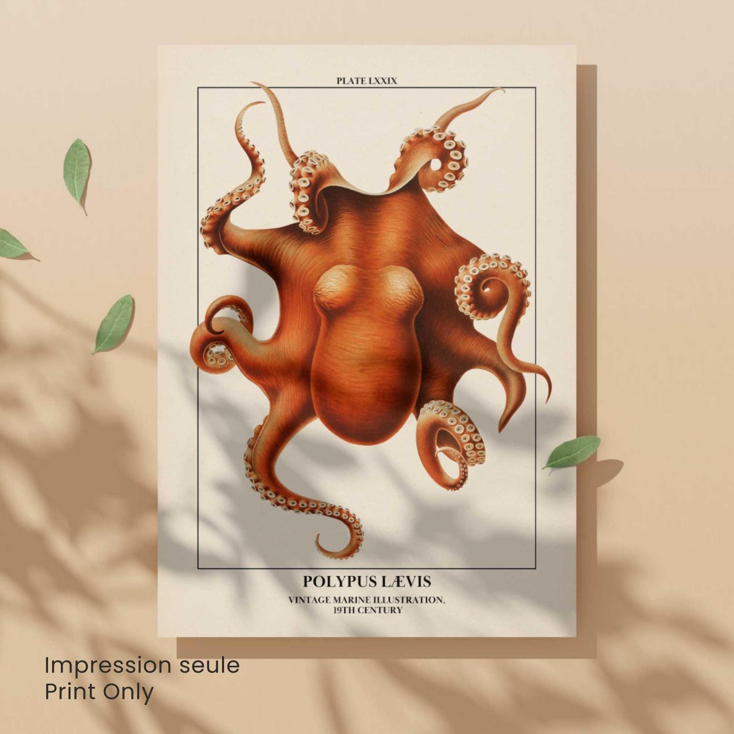 Affiche poulpe vintage – Illustration marine 19e siècle – Poster naturaliste océan