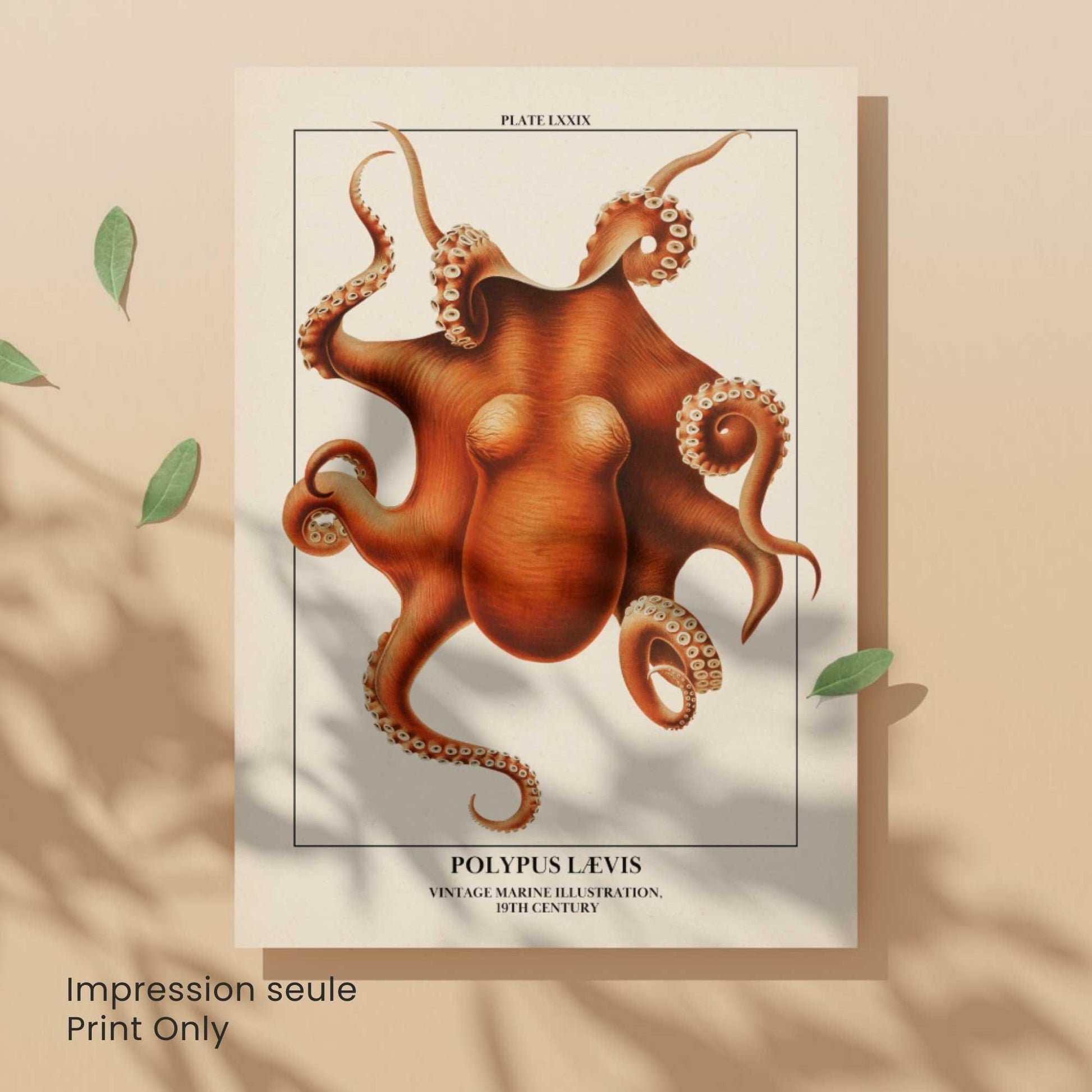 Affiche poulpe vintage – Illustration marine 19e siècle – Poster naturaliste océan