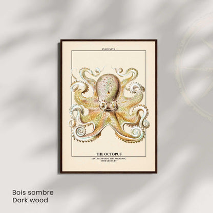 Affiche poulpe vintage – Illustration marine 19e siècle – Poster naturaliste