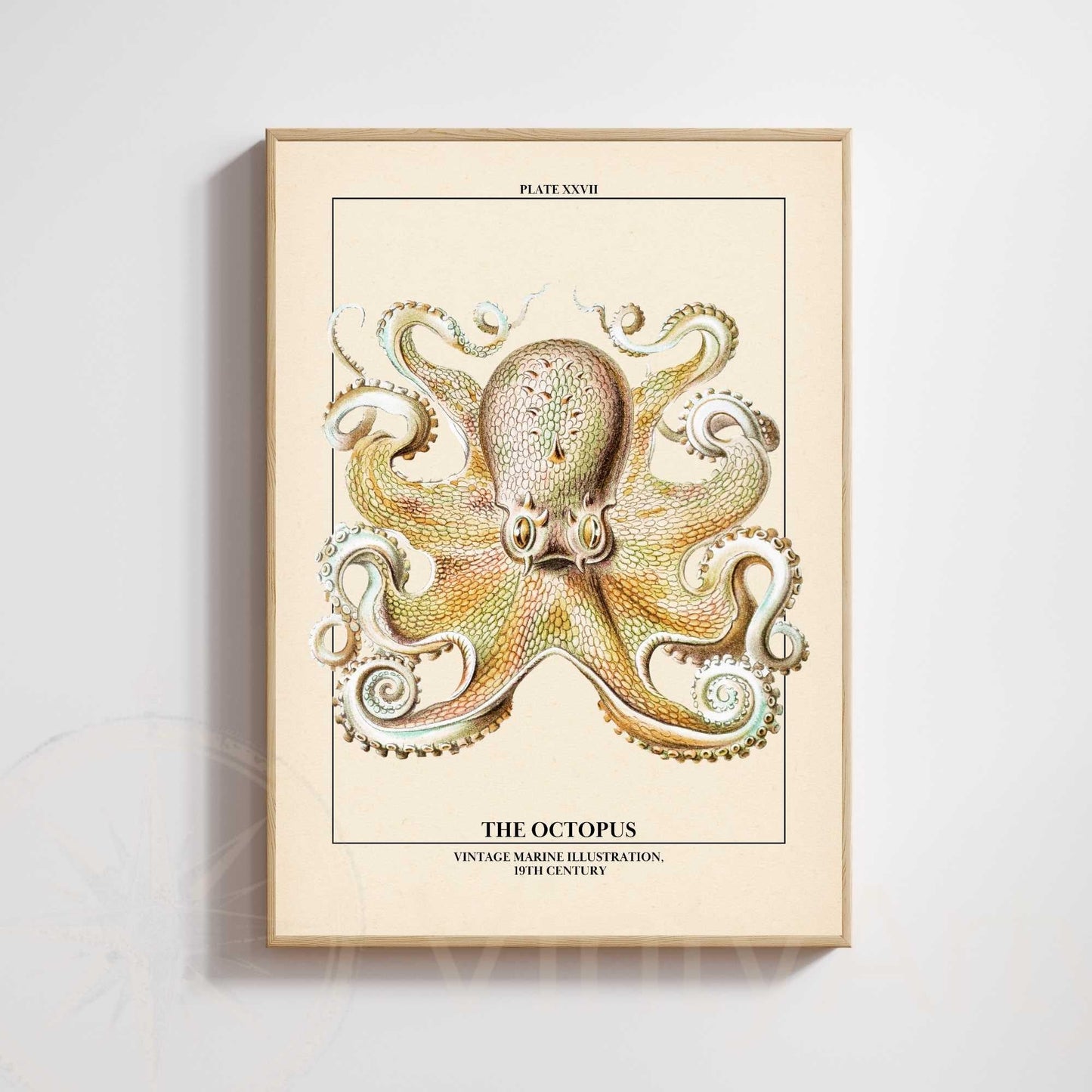 Affiche poulpe vintage – Illustration marine 19e siècle – Poster naturaliste