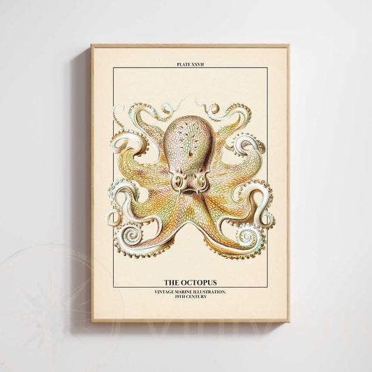 Affiche poulpe vintage – Illustration marine 19e siècle – Poster naturaliste