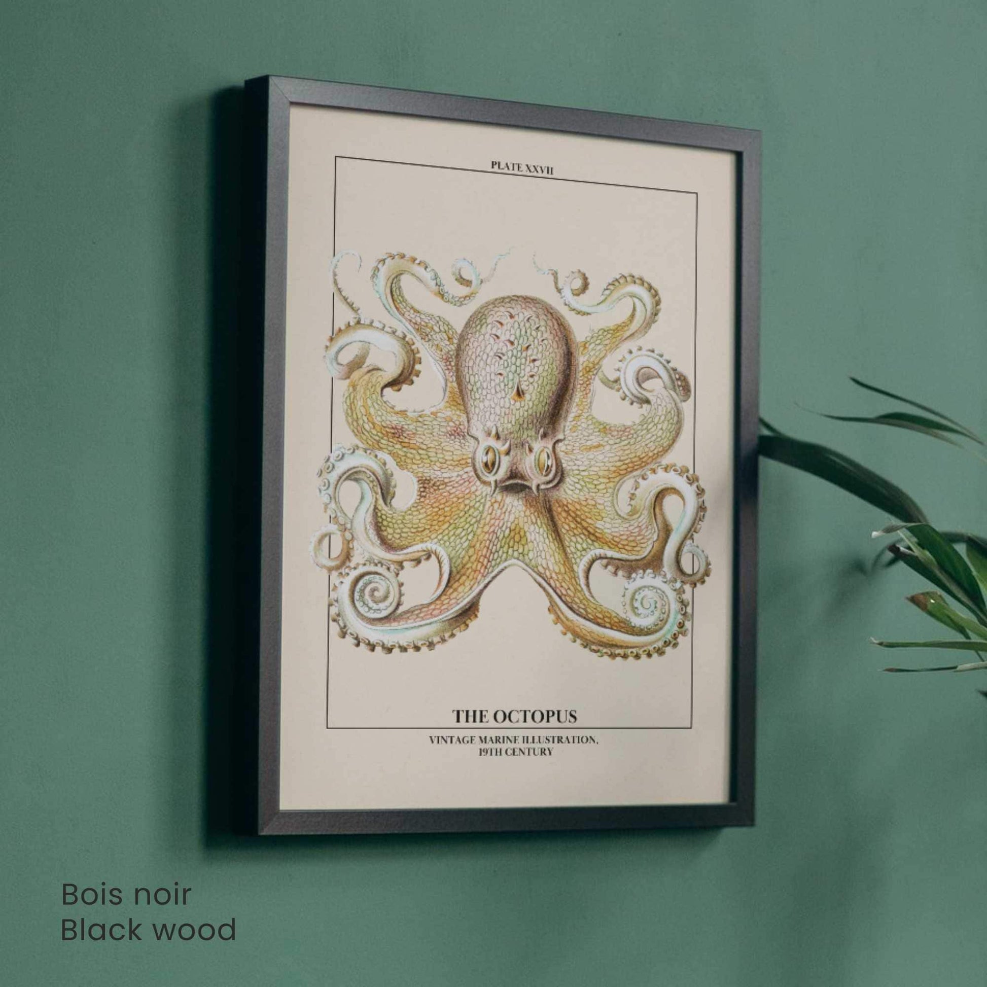 Affiche poulpe vintage – Illustration marine 19e siècle – Poster naturaliste