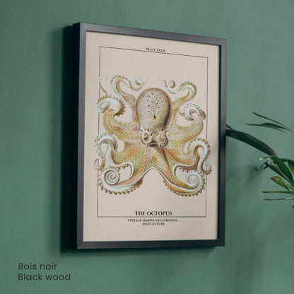 Affiche poulpe vintage – Illustration marine 19e siècle – Poster naturaliste
