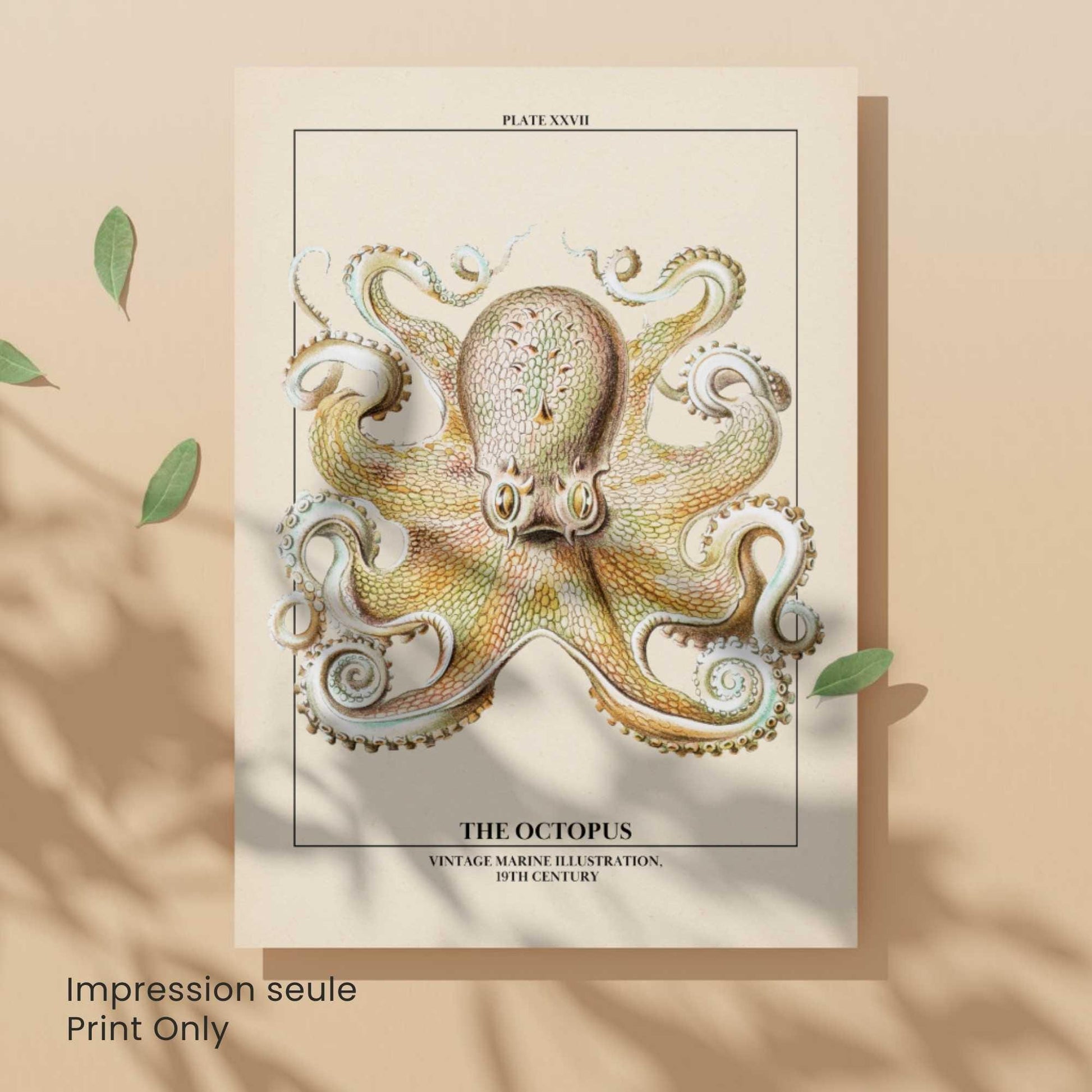Affiche poulpe vintage – Illustration marine 19e siècle – Poster naturaliste