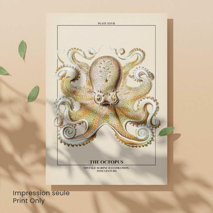 Affiche poulpe vintage – Illustration marine 19e siècle – Poster naturaliste