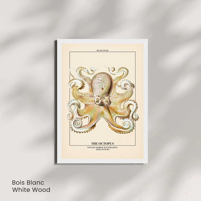 Affiche poulpe vintage – Illustration marine 19e siècle – Poster naturaliste